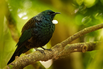 Prosthemadera novaeseelandiae - Tui endemic New Zealand forest bird sitting on the branch in the forest and singing