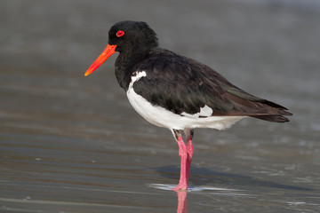 Pied Oystercatcher - Haematopus longirostris - wading bird native to Australia and commonly found on its coastline.