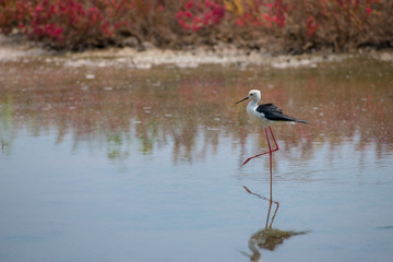 Black-winged stilt have breeding habitat of all these stilts is marshes, shallow lakes and ponds. Some populations are migratory and move to the ocean coasts in winter
