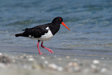 Pied Oystercatcher - Haematopus longirostris - wading bird native to Australia and commonly found on its coastline.