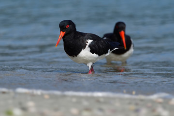 Pied Oystercatcher - Haematopus longirostris - wading bird native to Australia and commonly found...