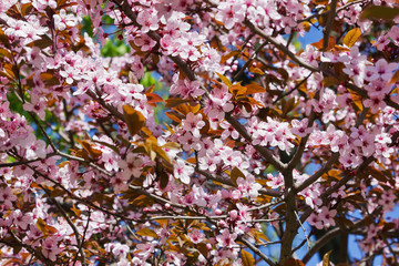 Crown of flowering plum with pink flowers closeup