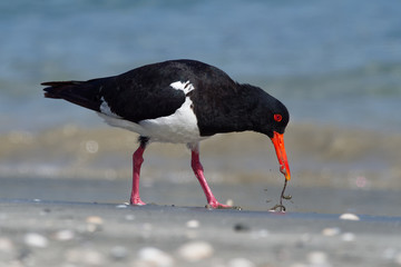 Pied Oystercatcher - Haematopus longirostris - wading bird native to Australia and commonly found on its coastline.