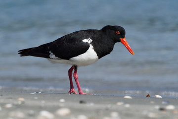 Pied Oystercatcher - Haematopus longirostris - wading bird native to Australia and commonly found...