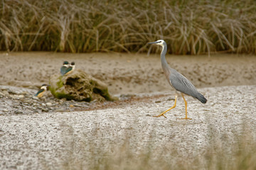 Egretta novaehollandiae - White-faced Heron hunting crabs during low tide in Coromandel peninsula, New Zealand