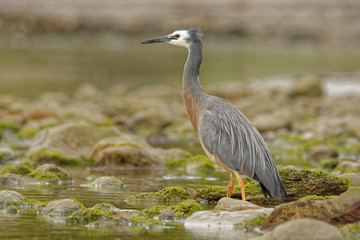 Egretta novaehollandiae - White-faced Heron hunting crabs during low tide in Coromandel peninsula, New Zealand