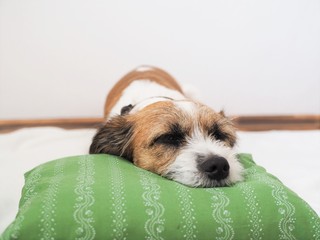 Hund schläft auf einem grünen Kopfkissen, Ruhe, Stille