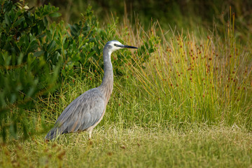 Egretta novaehollandiae - White-faced Heron hunting crabs during low tide in Australia