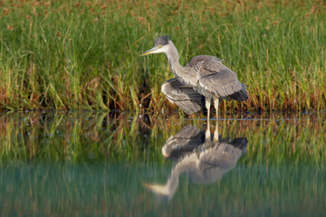 Grey Heron (Ardea cinerea) standing in the lake, cleaning, hunting
