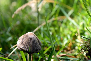 Champignon mignon