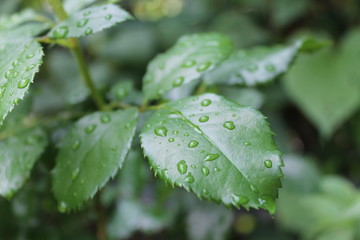Feuille et goutte d'eau