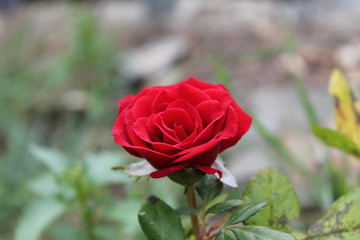 Rose rouge