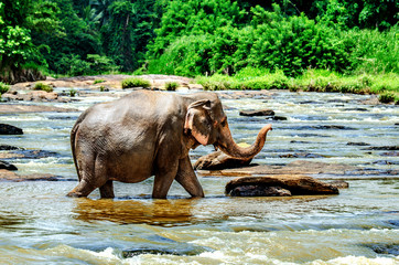 A large elephant walks along the river raising its trunk. Pinnawala Elephant Orphanage. Sri Lanka.