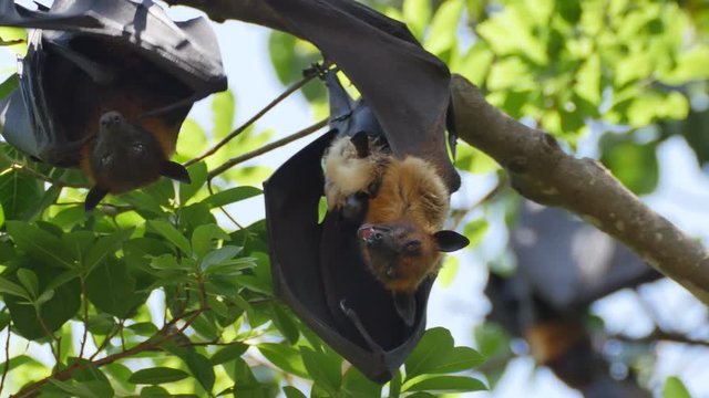 Fruit Bats Hanging Upside Down with its cub.