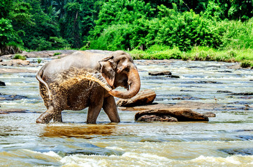 The big elephant watered himself with water. Pinnawala Elephant Orphanage. Sri Lanka.
