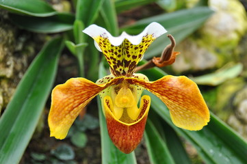 Naklejka na ściany i meble Smiling orchid in Kew garden, London, Great Britain