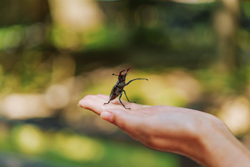 Stag Beetle (Lucanus cervus). Fighting beetles