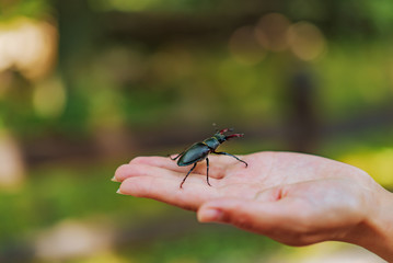 Stag beetle (Lucanus cervus) on a hand