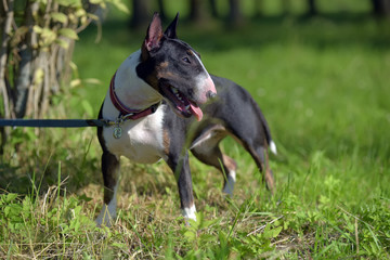 miniature bull terrier on the grass