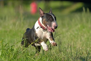 running  black with white miniature bull terrier