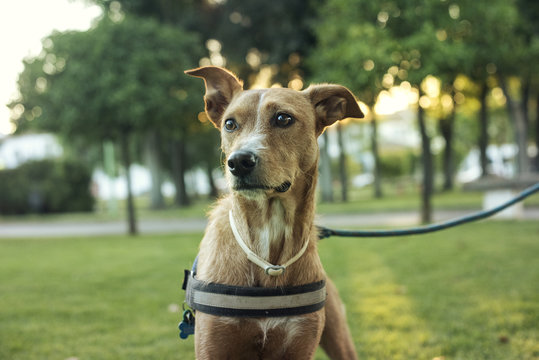 Retrato de primer plano de perro de color marrón y mirada expresiva al atardecer en un parque
