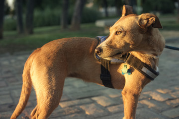Retrato de primer plano de perro de color marrón y mirada expresiva al atardecer en un parque