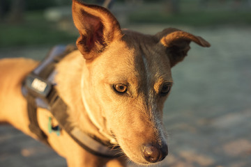 Retrato de primer plano de perro de color marrón y mirada expresiva al atardecer en un parque