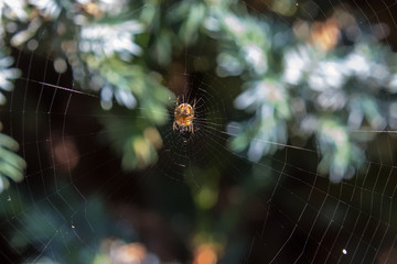 Detail photo of single spider bokeh background