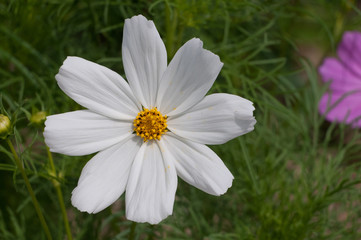 Obraz premium Cosmea
