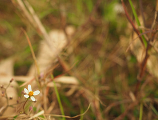 Grass flower with blur background