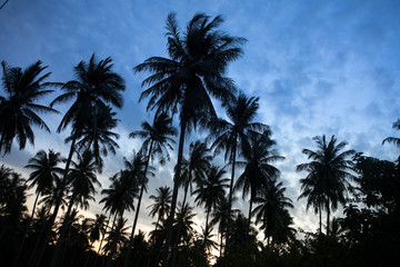 coconut tree silhouette seaside thailand view sunset
