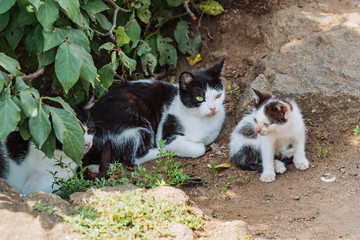 Cat family walking together on nature. Street cats