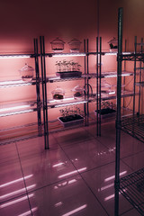 selective focus of potted plants on shelves in modern agro laboratory with ultra violet light