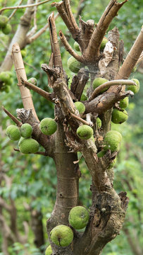 Nepal green Chimbal fruit tree