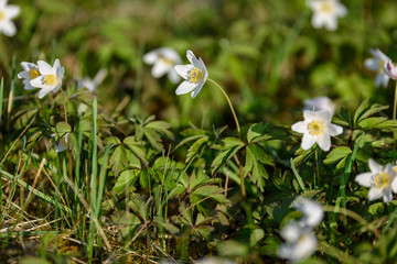 large field of white anemone flowers in spring