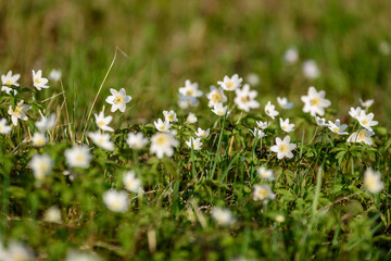 large field of white anemone flowers in spring