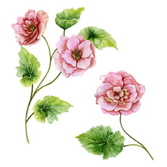 Beautiful botanic set (pink briar flowers with leaves).  Rosehip twigs and isolated on white background. Watercolor painting.