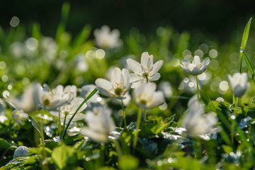 large field of white anemone flowers in spring