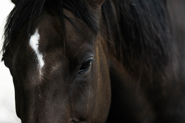 horse close up