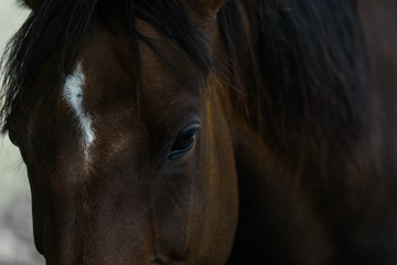 horse close up