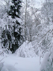 Forest trees after the heavy snowfall in winter - 215622629