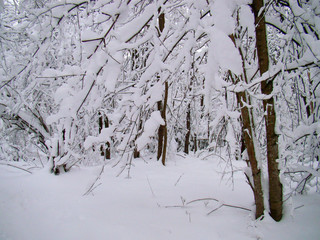 Forest trees after the heavy snowfall in winter - 215622656