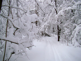 Forest trees after the heavy snowfall in winter - 215622678