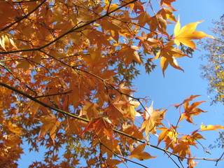 Branch with yellow leaves, autumn