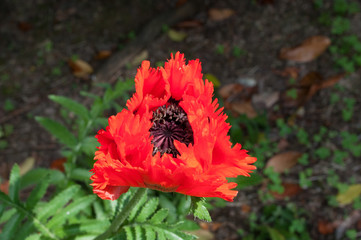Mohn