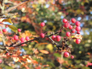 Red berries on a branch