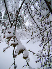 Forest trees after the heavy snowfall - 215622840