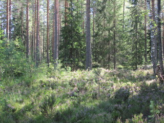 Pine forest in summer