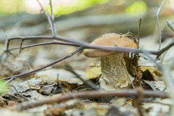 orange-cap boletus in needles in the forest. Cep boletus. mushroom in forest Porcino, bolete, boletus.White mushroom on green background.Natural white mushroom growing in a forest.