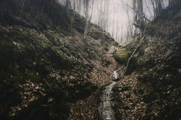 forest stream during autumn rain, rainy weather landscape in the woods
